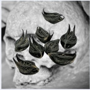 Bat head root, devil pod, bat head root, devil capsule 10g