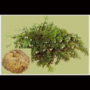 Rose of Jericho 250 gm Bag 