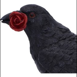Rose of the Raven 14cm
