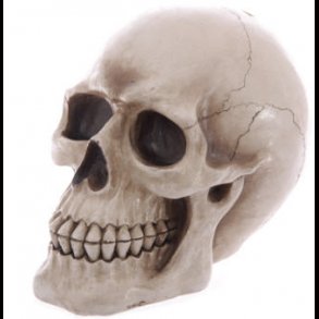 Skull Money Box Realistic Life Size