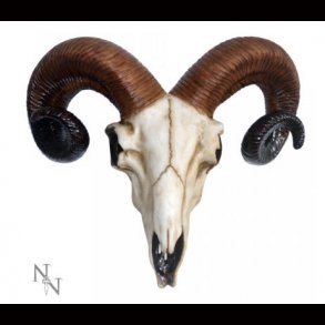 Rams Skull 33cm