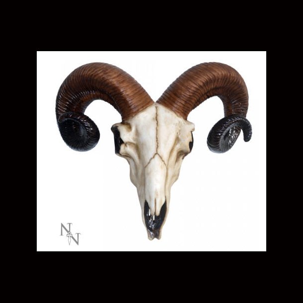 Rams Skull 33cm